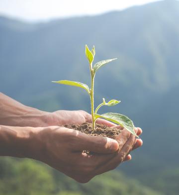 ידיים אוחזות בעציץ Hands Holding a Flower