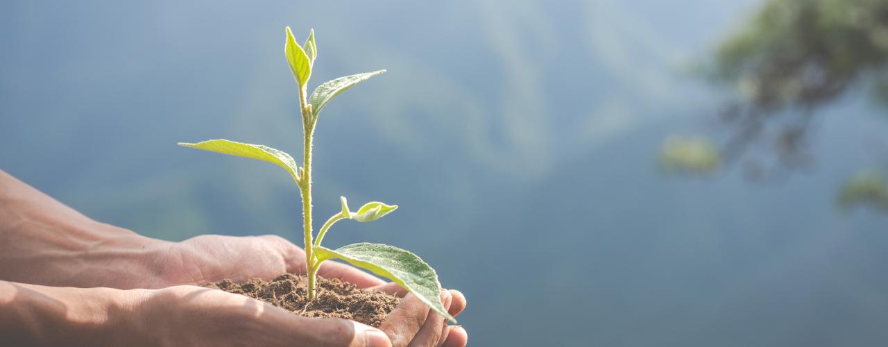 ידיים אוחזות בעציץ Hands Holding a Flower