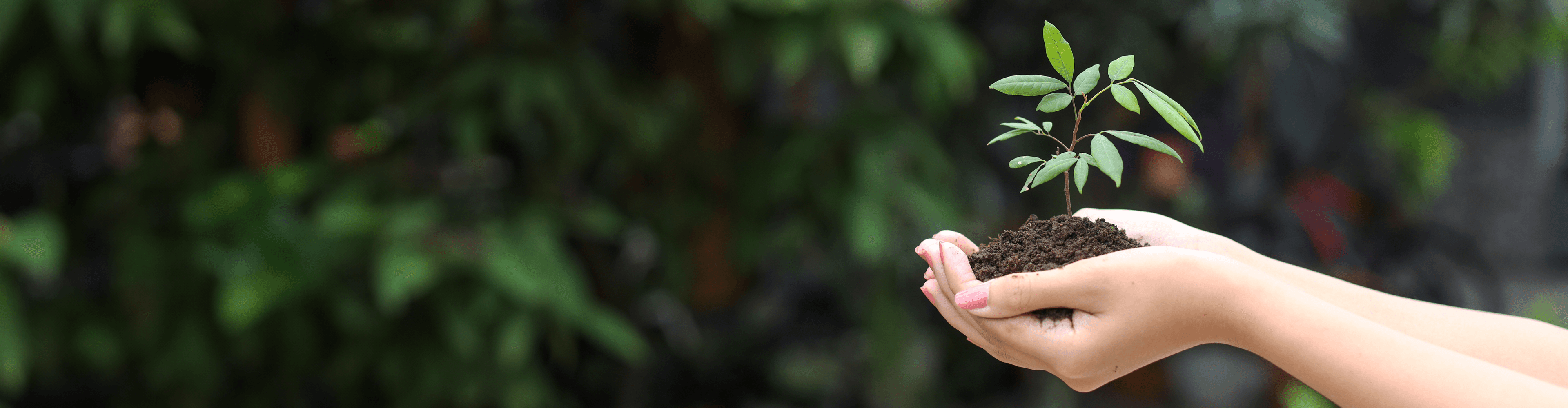 ידיים אוחזות בעציץ Hands Holding a Pot